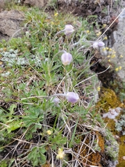 Anemone drummondii