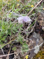 Anemone drummondii