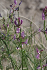 Astragalus toanus