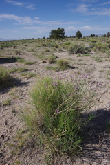 Astragalus toanus
