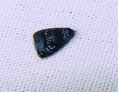 Menesta tortriciformella