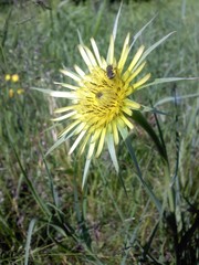 Tragopogon dubius