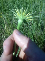 Tragopogon dubius