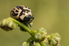 Zygogramma conjuncta