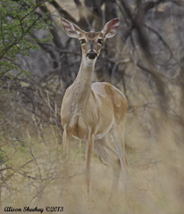 Odocoileus virginianus texanus