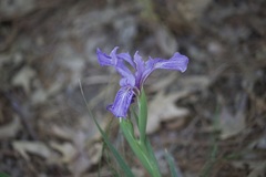 Iris hartwegii australis