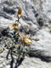 Mentzelia leucophylla