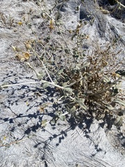 Mentzelia leucophylla