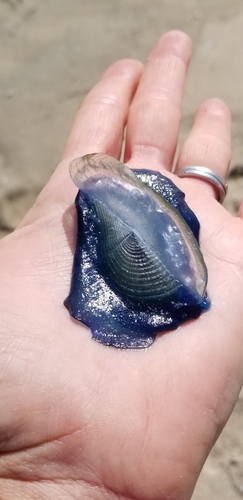 photo of By-the-wind Sailor (Velella velella)