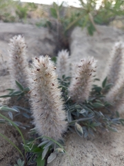 Dalea jamesii