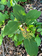 Cornus sericea occidentalis