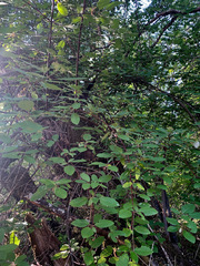 Cornus sericea occidentalis