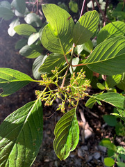 Cornus sericea occidentalis
