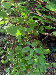 Cornus sericea occidentalis