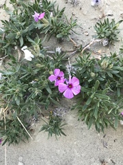 Phlox alyssifolia