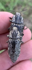 Texania fulleri