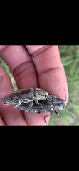 Texania fulleri