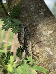 Texania fulleri
