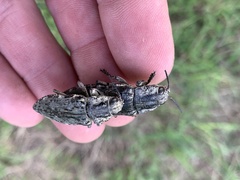 Texania fulleri