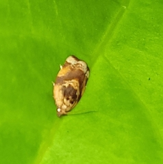 Argyrotaenia amatana