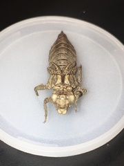 Ophiogomphus susbehcha