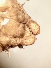 Ophiogomphus susbehcha