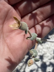 Mentzelia leucophylla