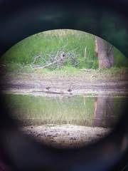 Lophodytes cucullatus