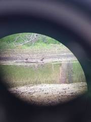 Lophodytes cucullatus