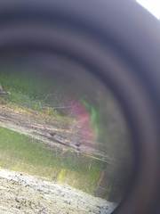 Lophodytes cucullatus