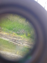 Lophodytes cucullatus