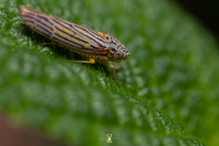 Graphocephala aurora