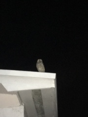 Athene cunicularia floridana