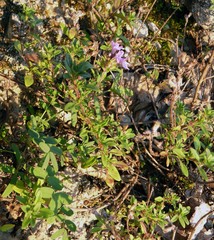 Thymus bashkiriensis