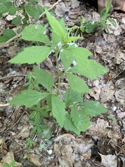 Geum laciniatum