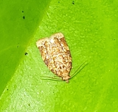 Argyrotaenia amatana