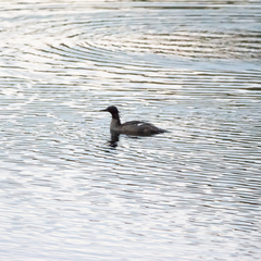 Mergus octosetaceus