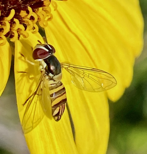 iNaturalist observation photo of Oblique Streaktail