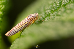 Graphocephala aurora