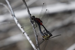 Leucorrhinia glacialis