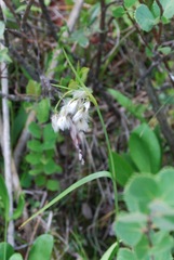 Eriophorum viridicarinatum