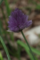 Allium barsczewskii