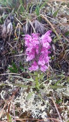 Pedicularis lanata