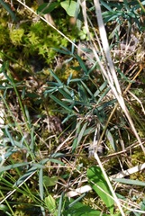 Andromeda polifolia glaucophylla