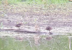 Lophodytes cucullatus