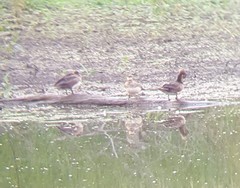 Lophodytes cucullatus