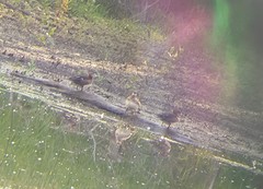 Lophodytes cucullatus