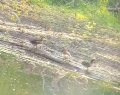 Lophodytes cucullatus