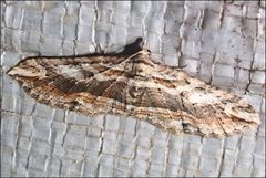 Chrysolarentia leucophanes