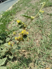 Waltheria indica
